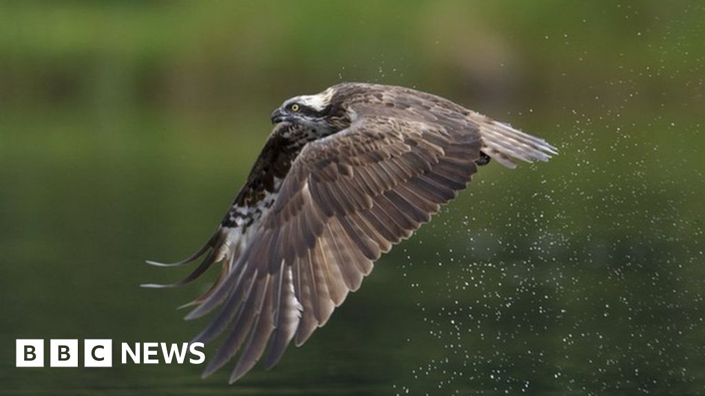 Rutland Osprey Project celebrates after 200th chick fledges