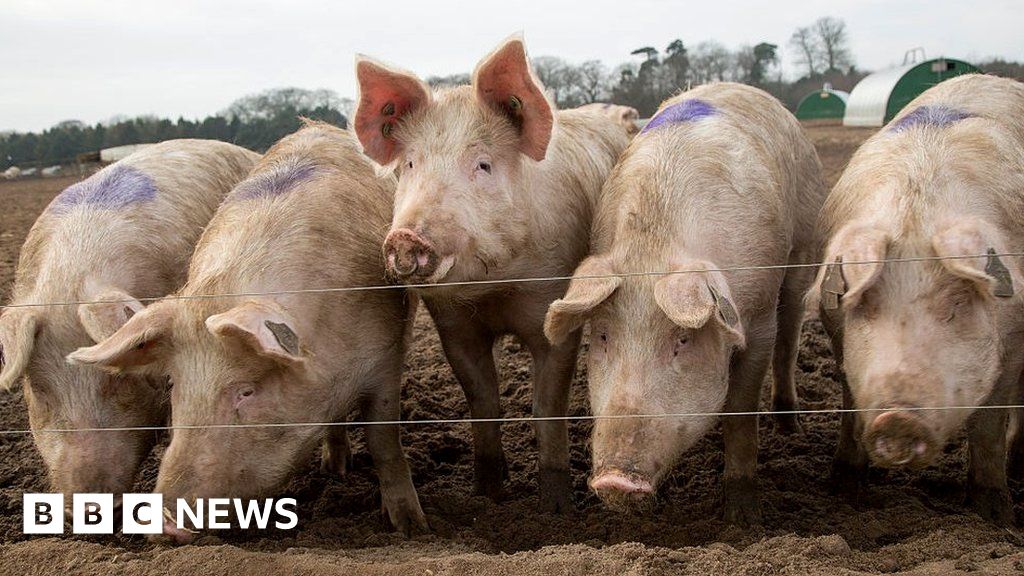 Farms face an oversupply of pigs due to staff shortage
