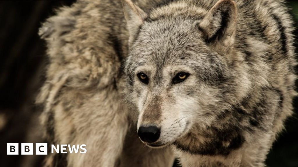 In pictures: Your wolf encounters - BBC News