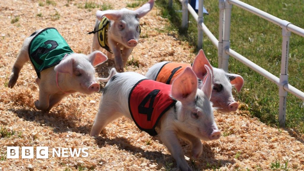 Food festival chops live pig racing in face of petition
