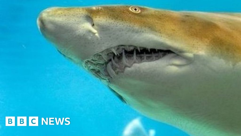 Large Shark Eats Smaller Shark In Turf War Bbc News