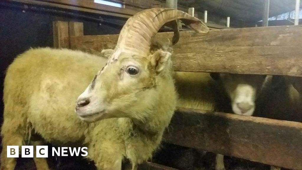 Farmers Find Unicorn Among Their Sheep In Iceland Bbc News