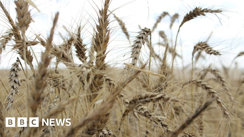 Australia: Crop exports set for record high after heavy - BBC News