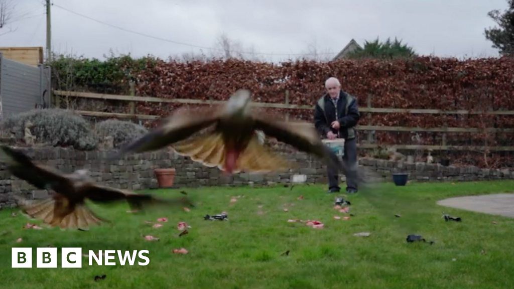 Red kites Watch as red kites swarm garden for leftovers BBC News