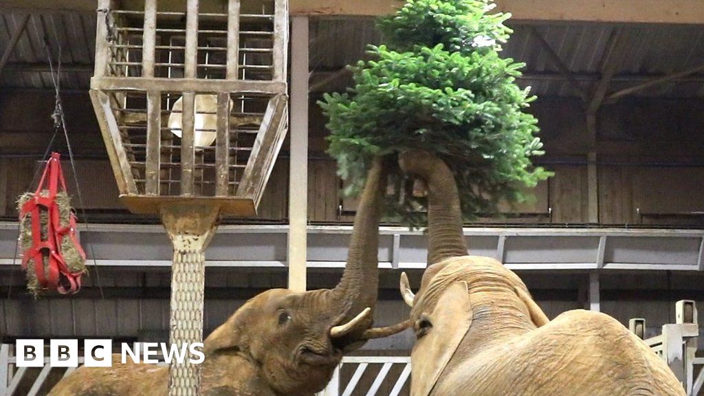 Colchester Zoo: Essex Christmas tree recycling goes wild - BBC News