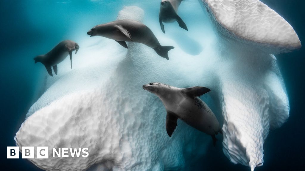 Underwater Photographer of the Year