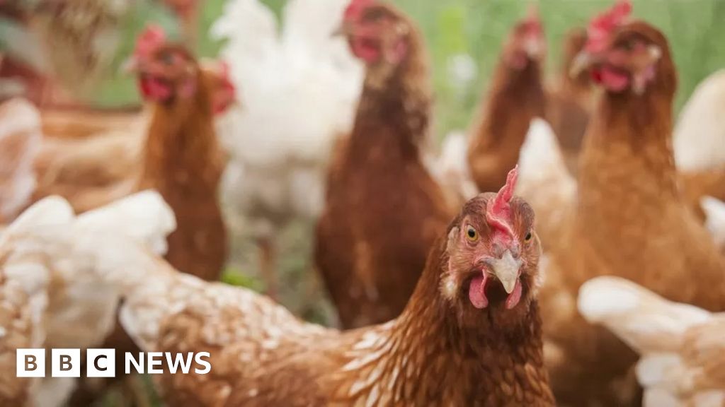 Market Drayton: Plans to house 500k chickens held over odour fears 