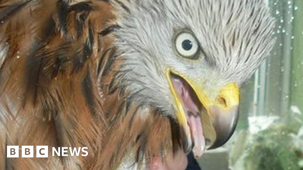 Red kite found shot in North Yorkshire 'lucky to survive' 
