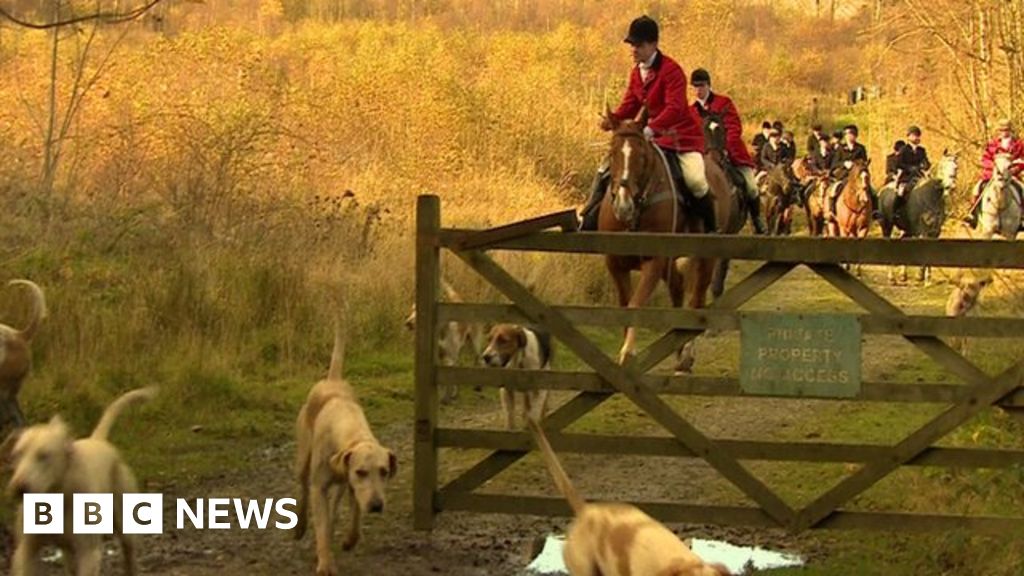 Fox Hunting SNP Move Delays Cameron S Commons Vote BBC News    84257279 84257277 