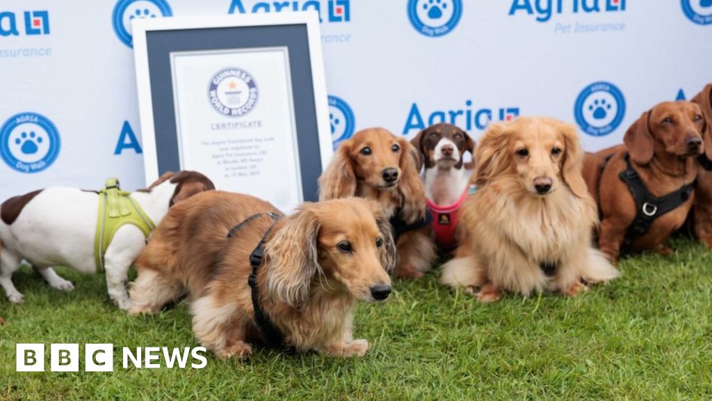 New world record set in London for largest dachshund dog walk