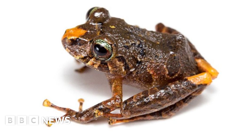 Scientists discover six new species of rain frog in Ecuador