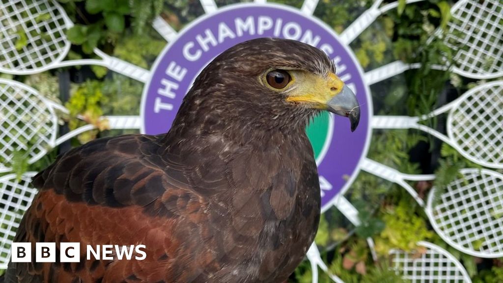 Wimbledon hawk Rufus completes 15th year of service