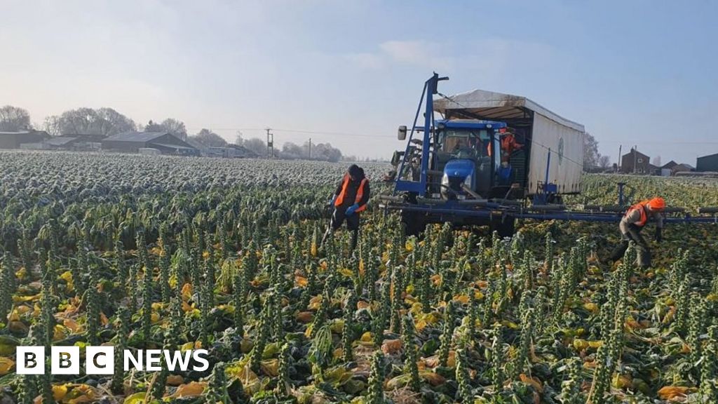 Brussels sprouts Record temperature highs and frost hits Lincolnshire crop
