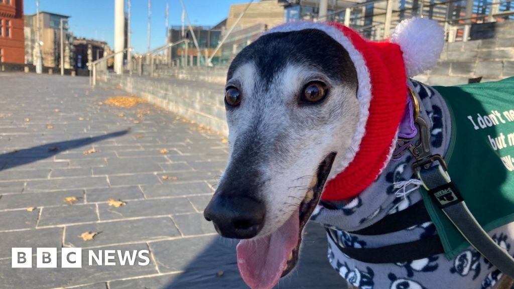 Greyhound racing should be banned in Wales, says committee BBC News
