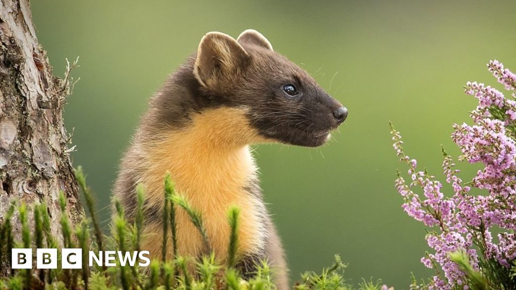 Could Pine Martens Be Red Squirrels Best Friend Bbc News