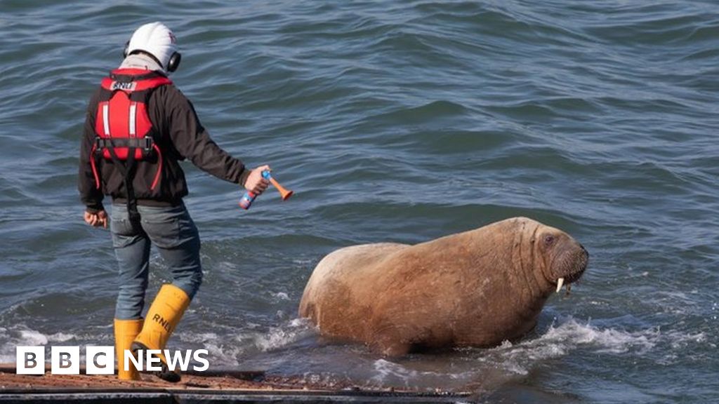 Wally the walrus: Lifeboat crew use horn to budge animal - BBC News
