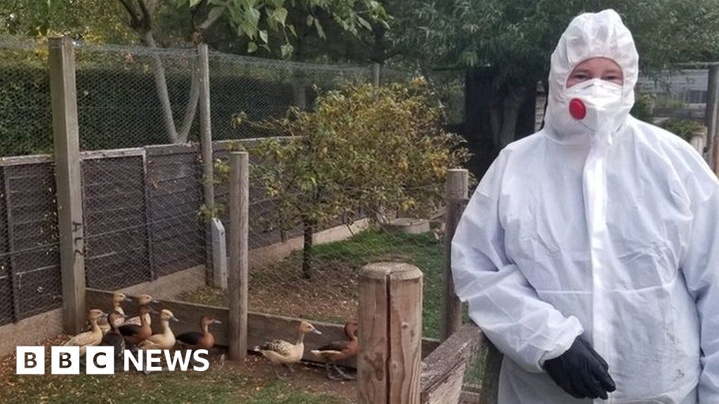 bird-flu-more-than-200-rare-and-exotic-birds-culled-in-maldon