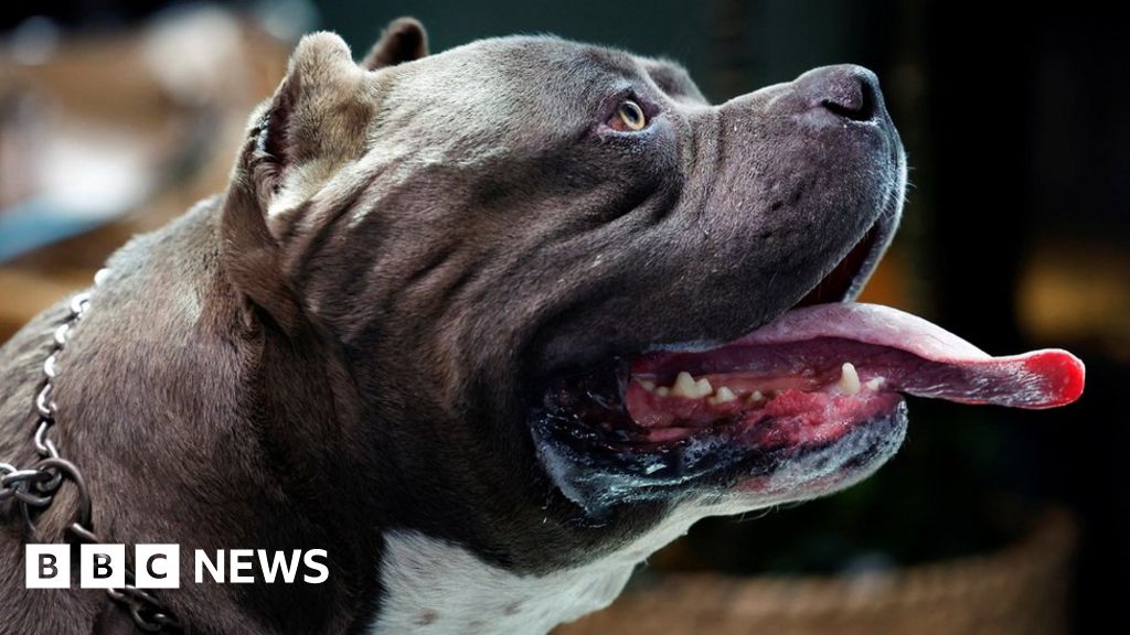 Anak-anak anjing American Bully XL sekarang harus tetap memimpin