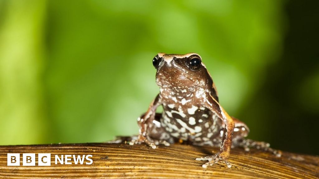Scientists discover 4 species of tiny frogs in India - ABC News