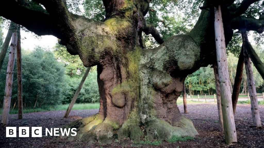 Kingston Lacy: New woodland to commemorate late Queen 