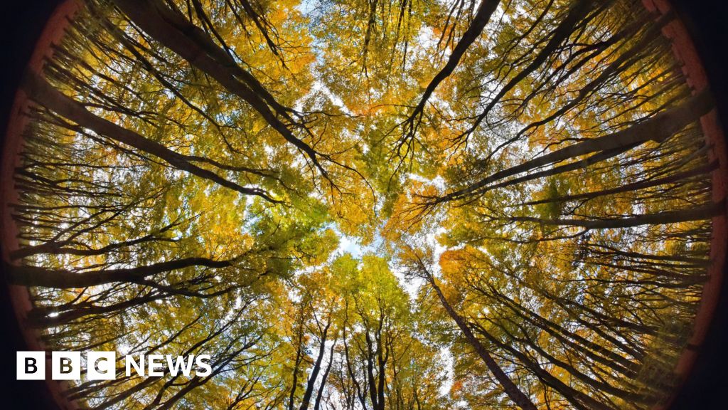 Climate change: Will planting millions of trees really save the planet?