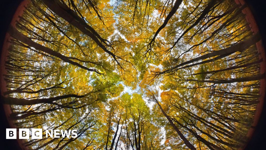 Climate change: Will planting millions of trees really save the planet? - BBC News