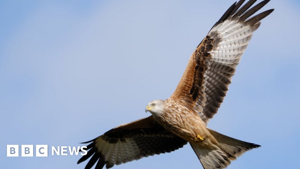 Police crackdown on North Yorkshire bird of prey killings - BBC News