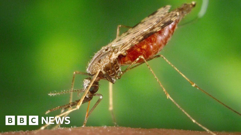 Malaria stopped' by microbe