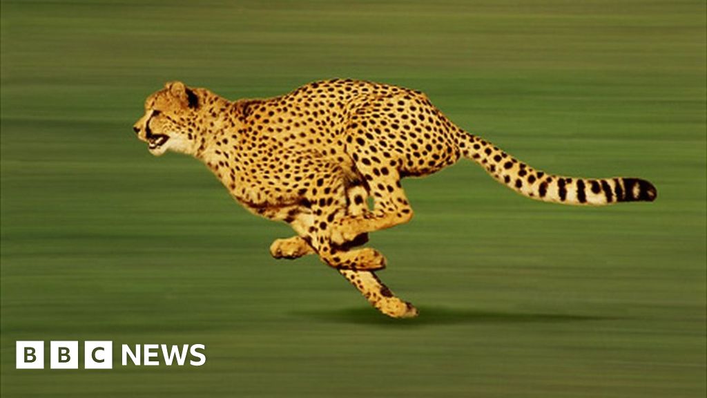 Cheetah: The world's fastest cat is returning to India