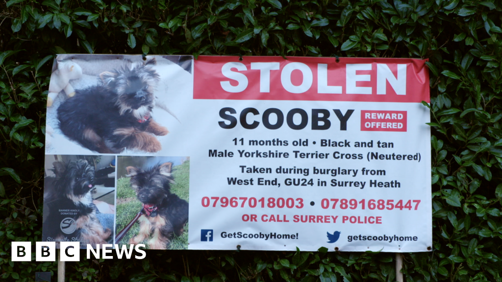 The dogs stolen from their owners' homes BBC News