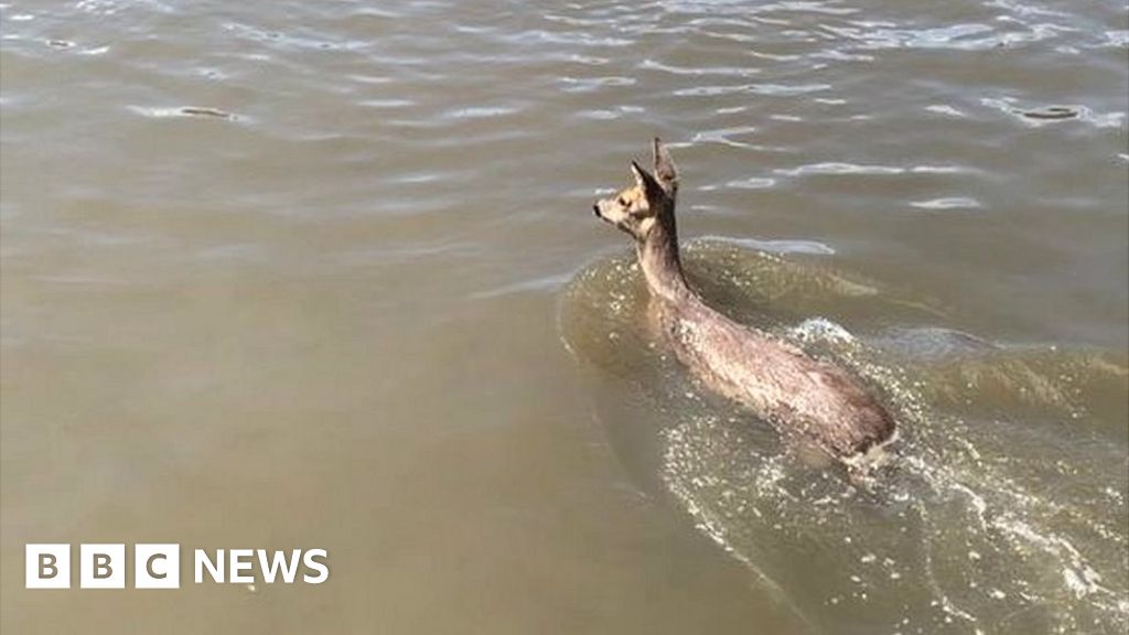 Deer runs loose in Manchester city centre streets - BBC News