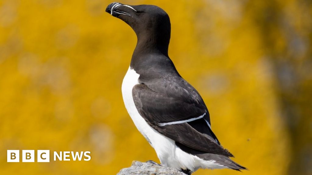 New maps reveal Scotland's seabird breeding hotspots