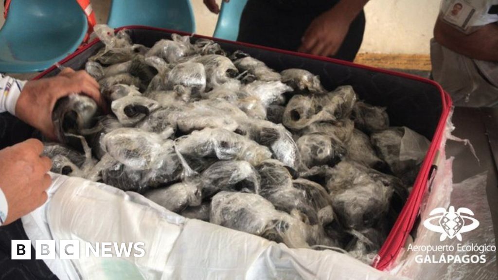 Galápagos turtles: 185 children captured by smugglers