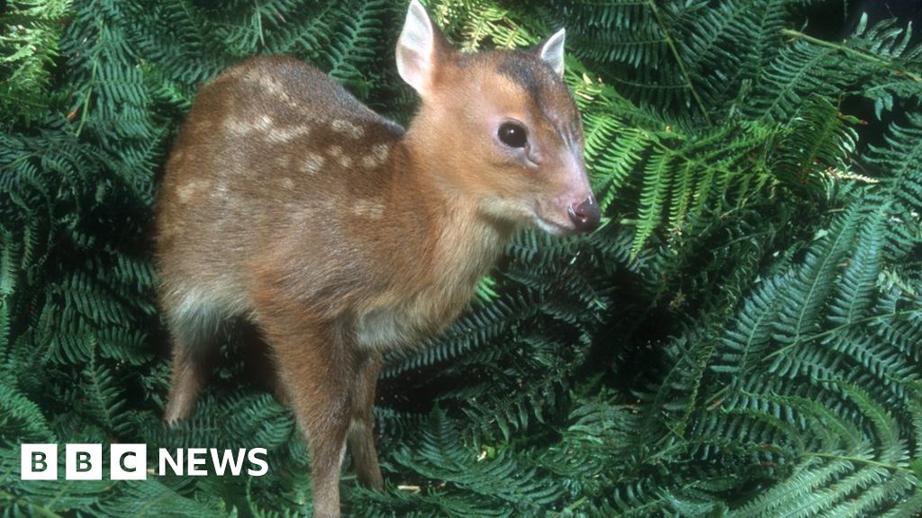 New Plant List To Help Deter Garden Deer Bbc News