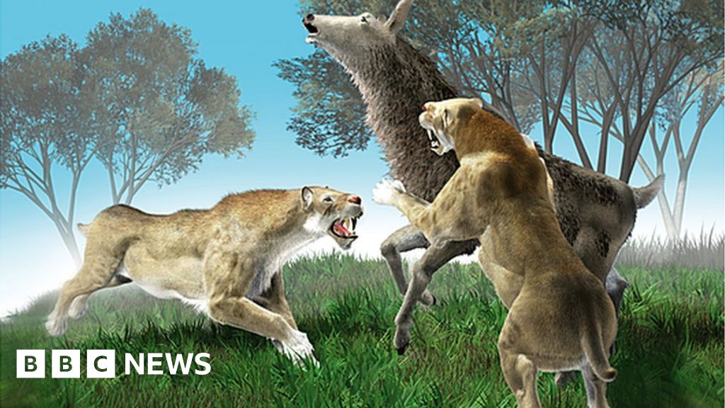 Did Our Ancient Ancestors Kill The Cat Bbc News