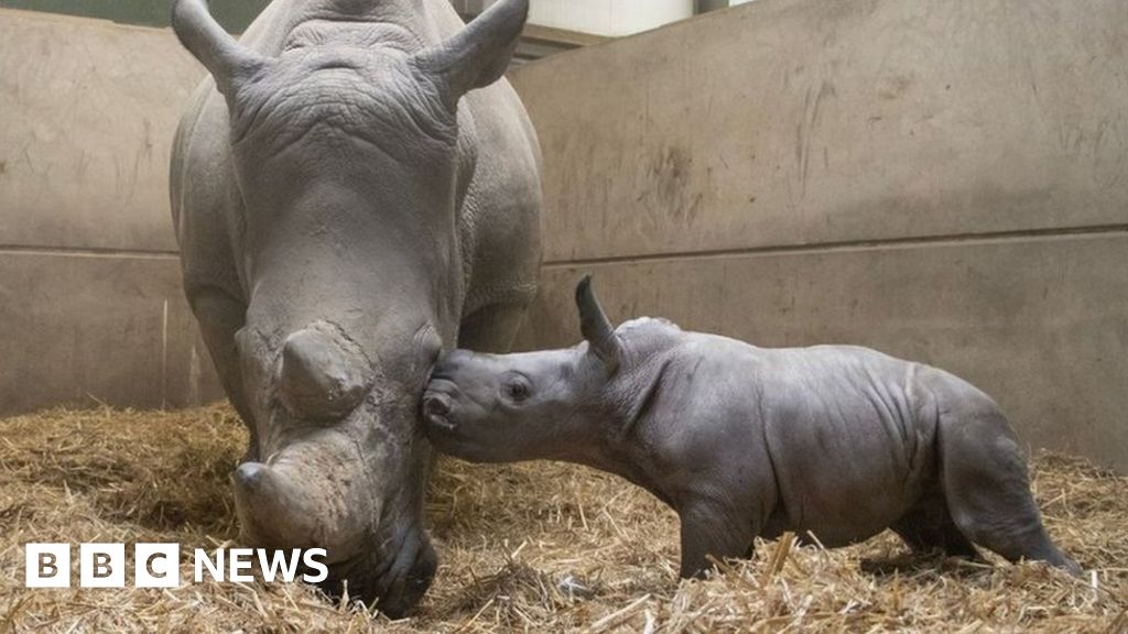 Knowsley Safari Park: Southern white rhino calf born - BBC News