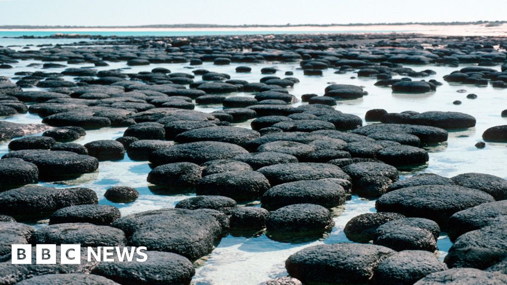 Wavy Greenland rock features 'are oldest fossils' BBC News
