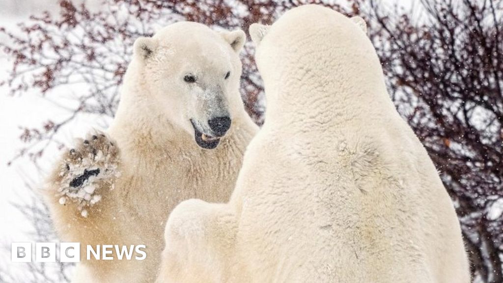 Canada's polar bear population plummets - government report - BBC News