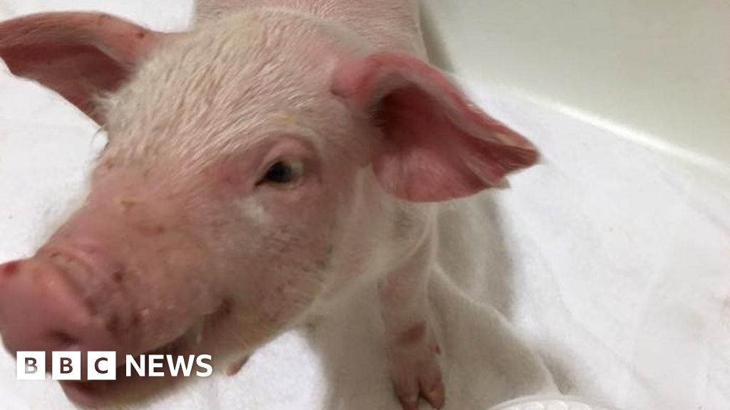 Family Rescues Snow-Covered Baby Pig From Blizzard - ABC News