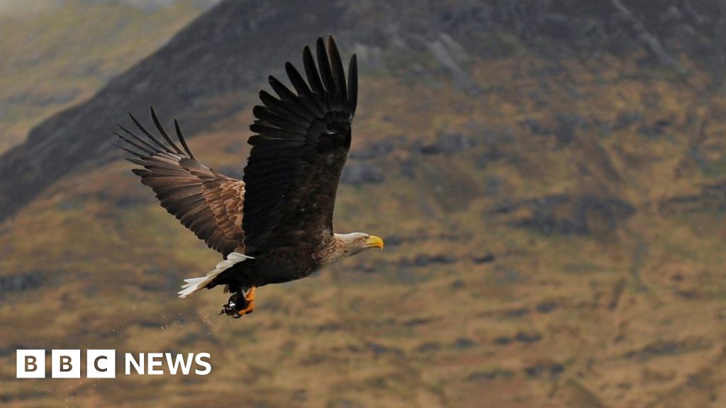 Perthshire Eagles Disappearance Highly Suspicious Bbc News