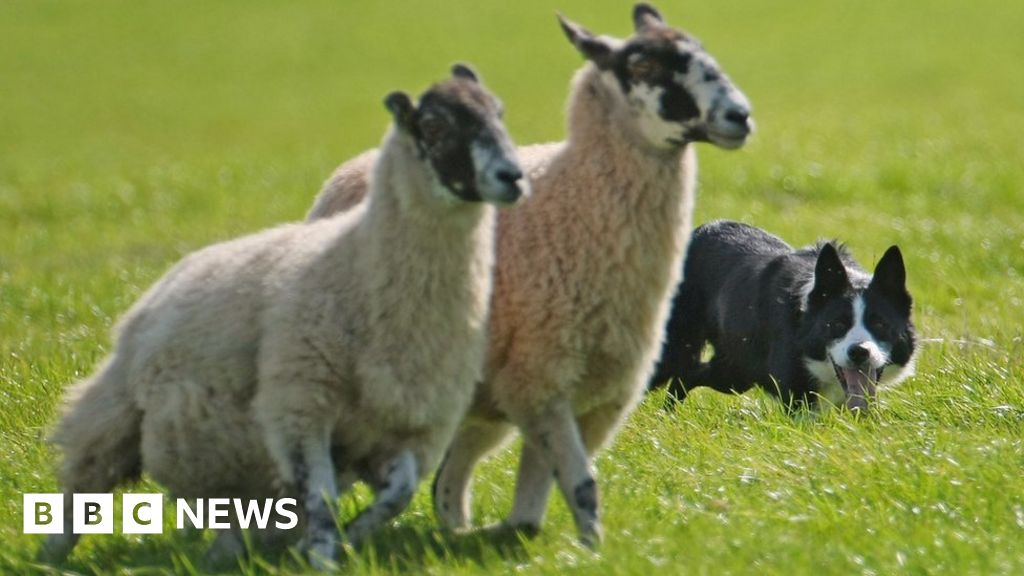 A dog with two sheep
