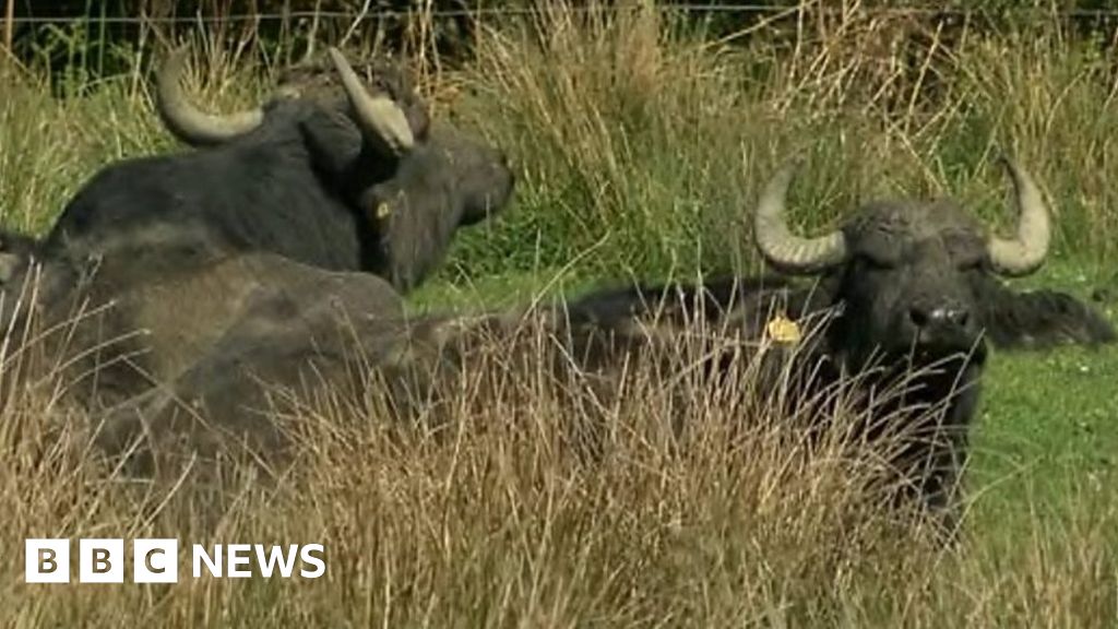 Water buffalo to help manage Teifi marshes habitat BBC News