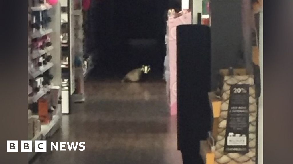 Superdrug badger was 'shelter from the storm Ciara'