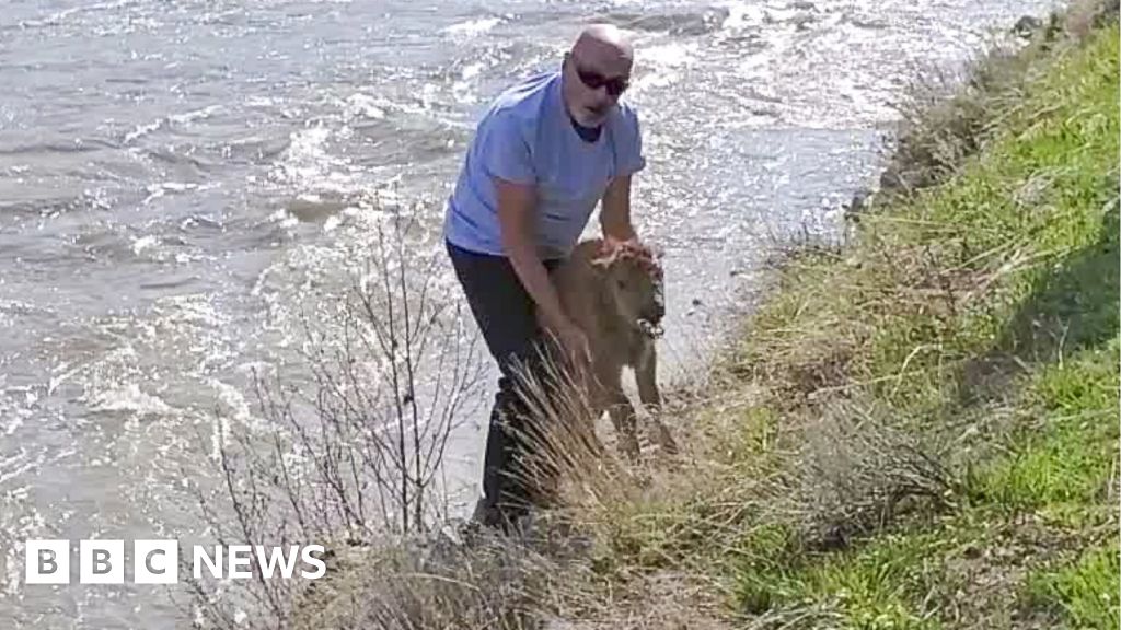 Yellowstone kills baby bison after park guest ‘disturbs’ the animal