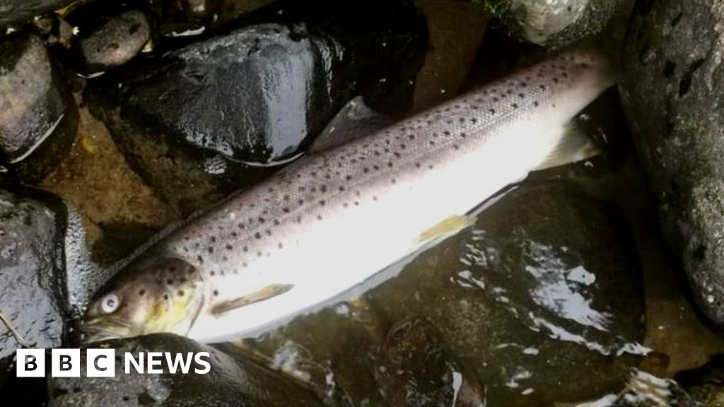 Probe After Dozens Of Dead Fish Found In River Spey