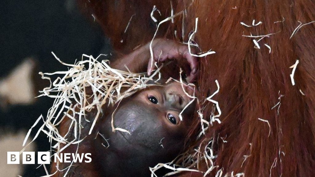 Critically endangered orangutan born at Dudley Zoo