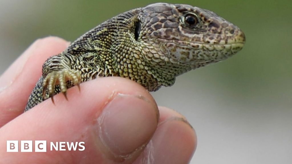 Sand lizard releases in Dorset showing 'encouraging signs'