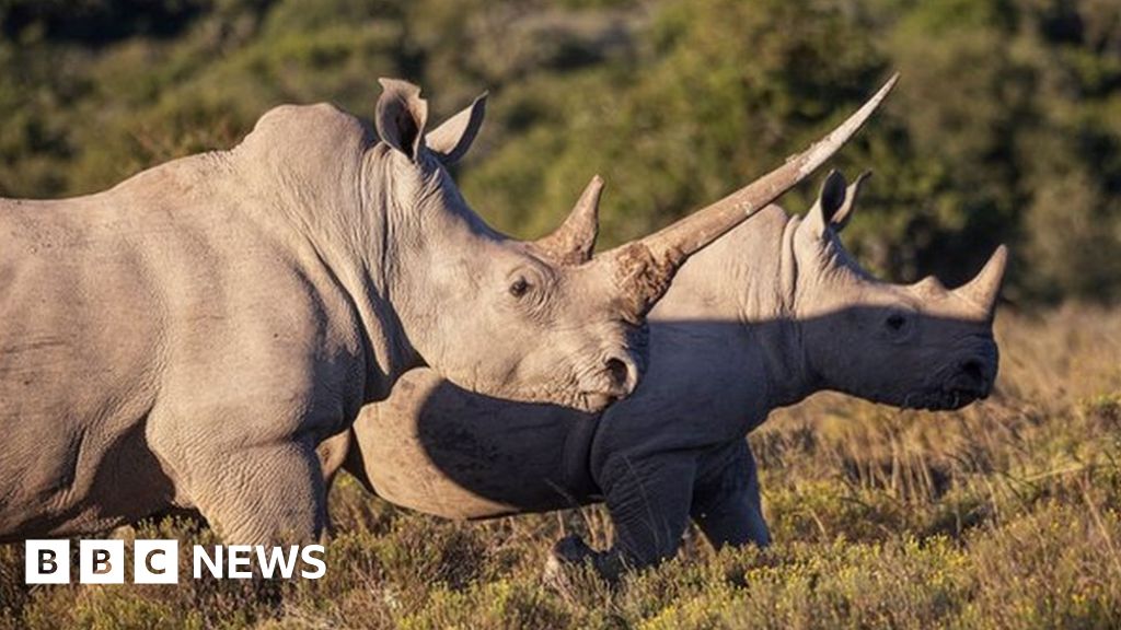 Природозащитна група Африкански паркове ще освободи 2000 носорога от ферма в Южна Африка