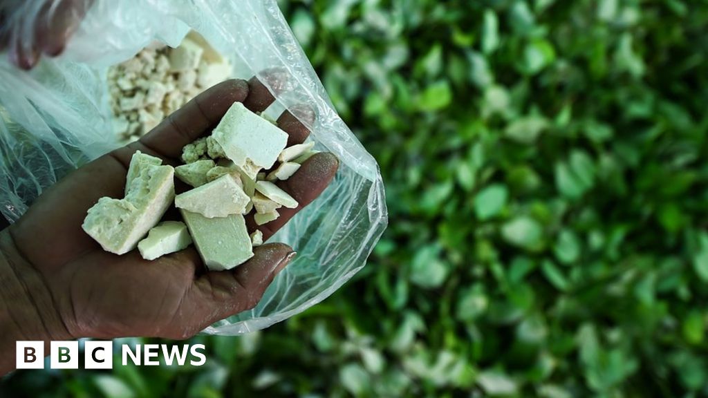 Colombia Cocaine Production Acreage At 'record Level' - BBC News