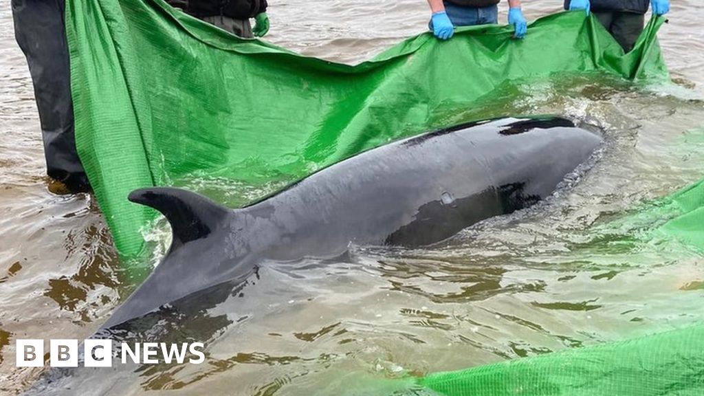 Whale feared dead in Shetland helped back into the sea